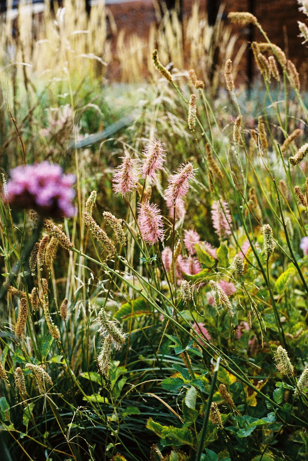 Garden planting for a low-maintenance border