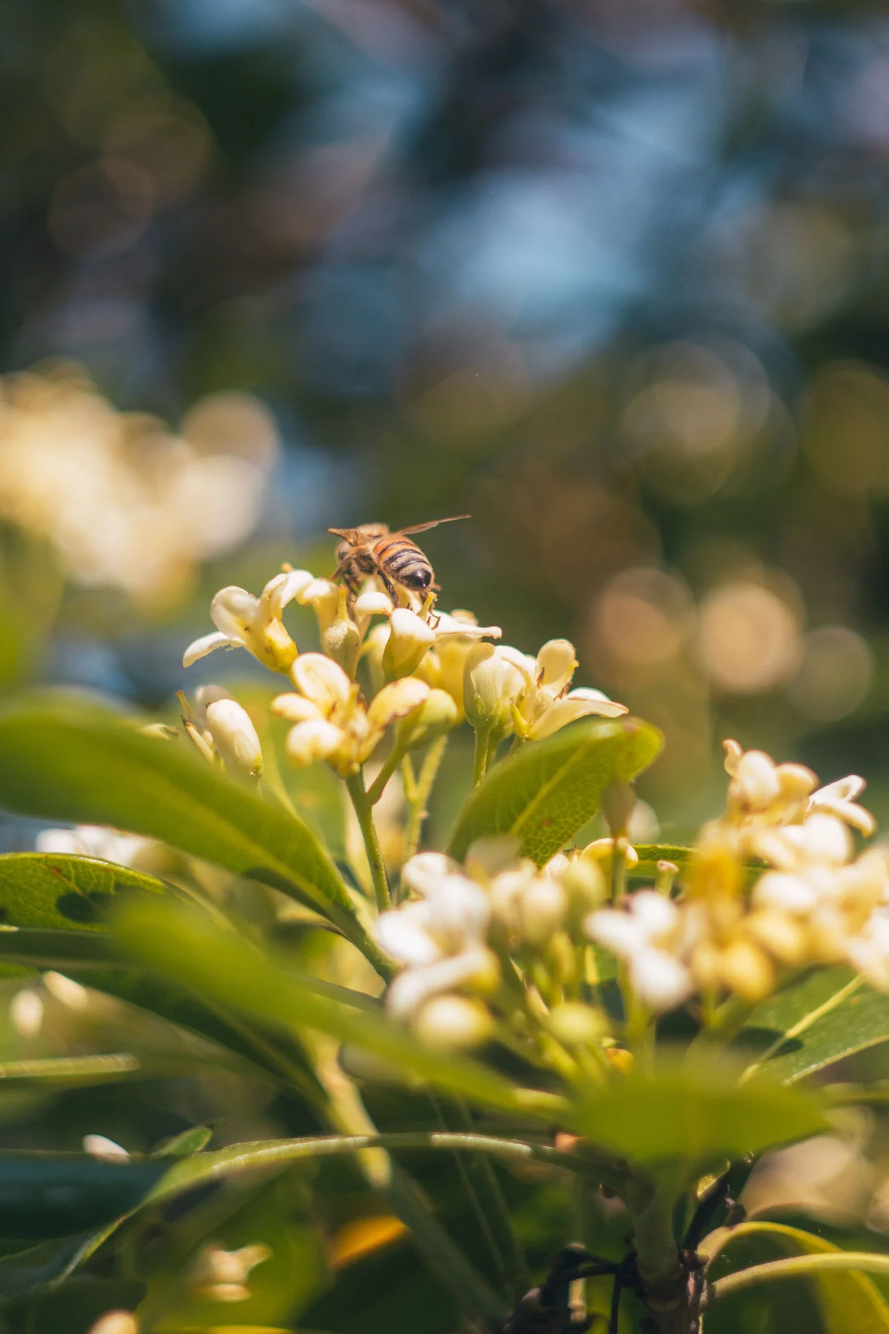 Garden planting for a wildlife border