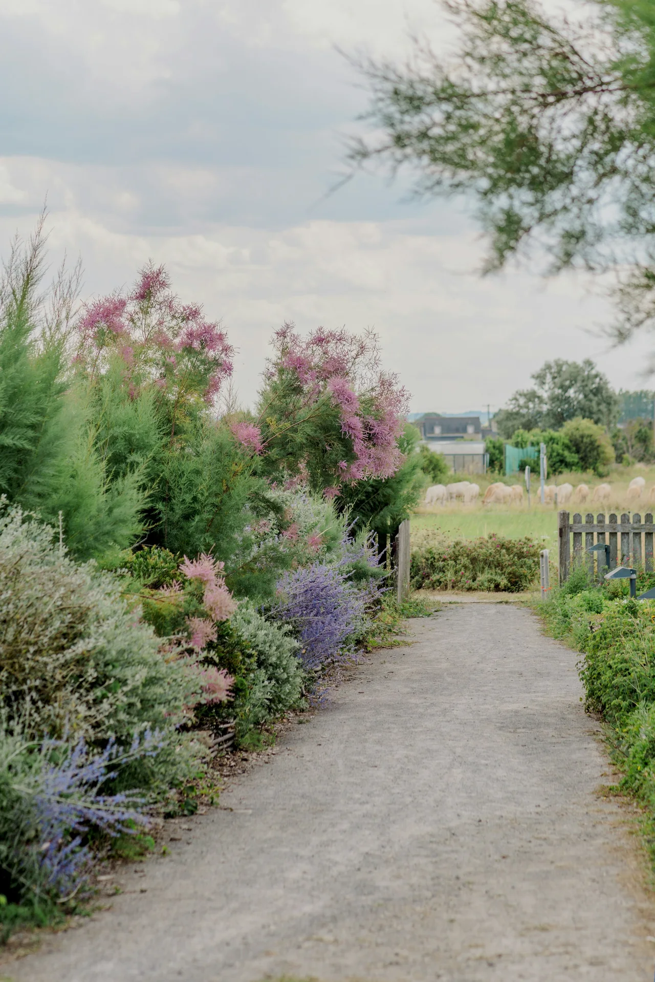 Garden planting for a dry garden border