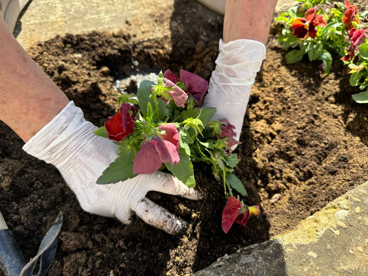 Gloved hands planting flowers in garden soil