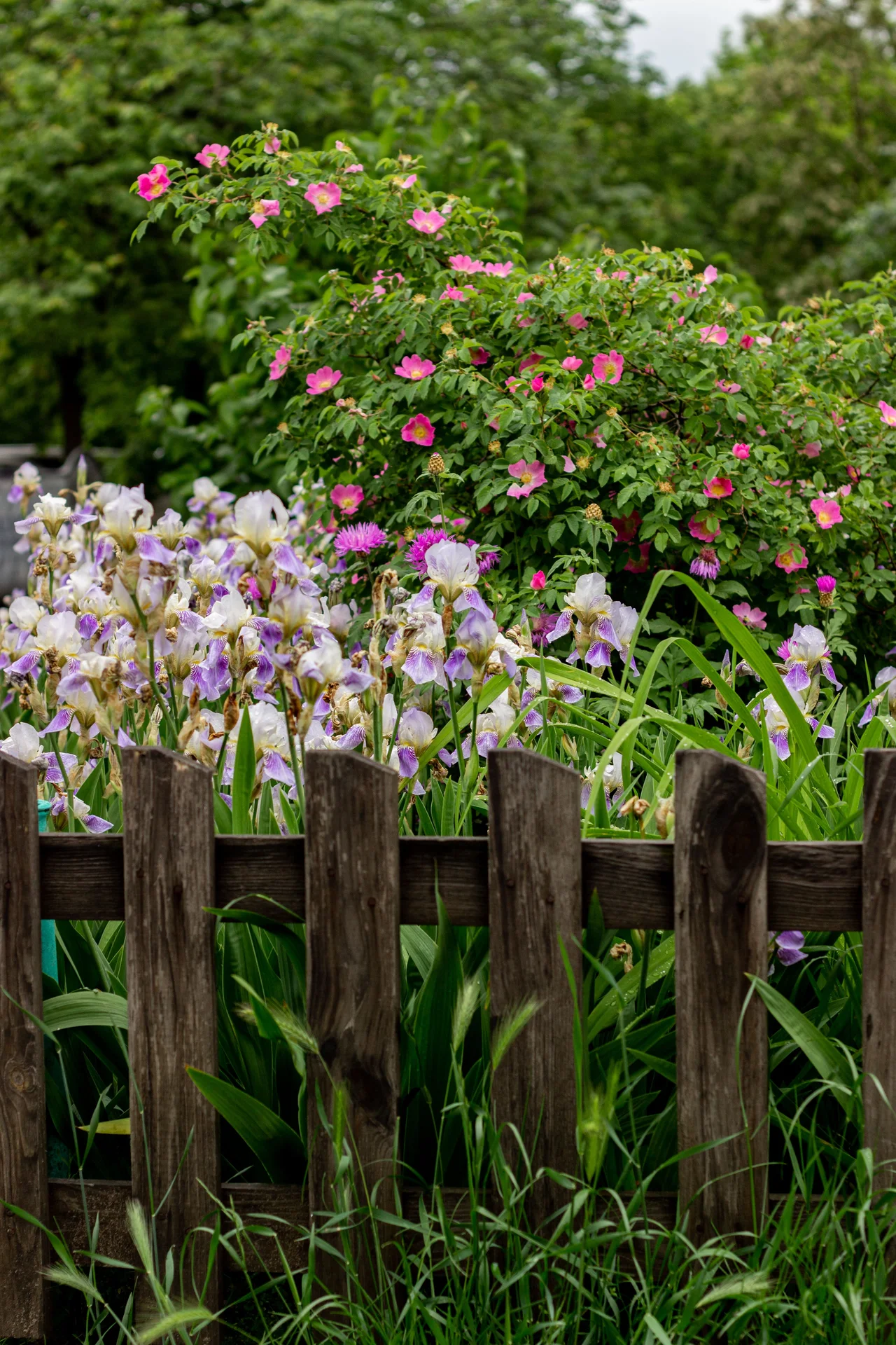 Garden planting for a pet-aware border